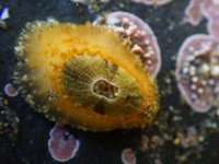 /album/galeria-de-fotos-gastropoda/gastropoda-4-jpg/